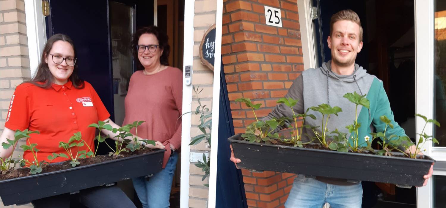 De winnaars van de puzzeltocht kregen een lange bak met mooie aardbeienplanten.